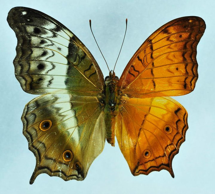 Vindula dejone erotella (Gynandromorph) (Internet Image property of respective owner, non-commercial use only)